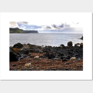 Sheep feeding on seaweed, Skye Posters and Art